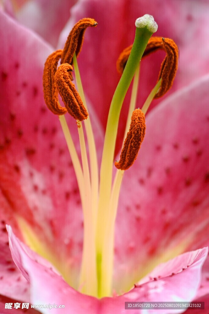 粉色百合花蕊特写