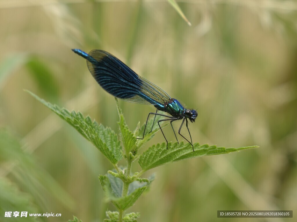 蓝蜻蜓停留在绿叶之上