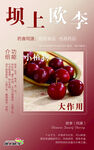 坝上秋李樱桃大作战