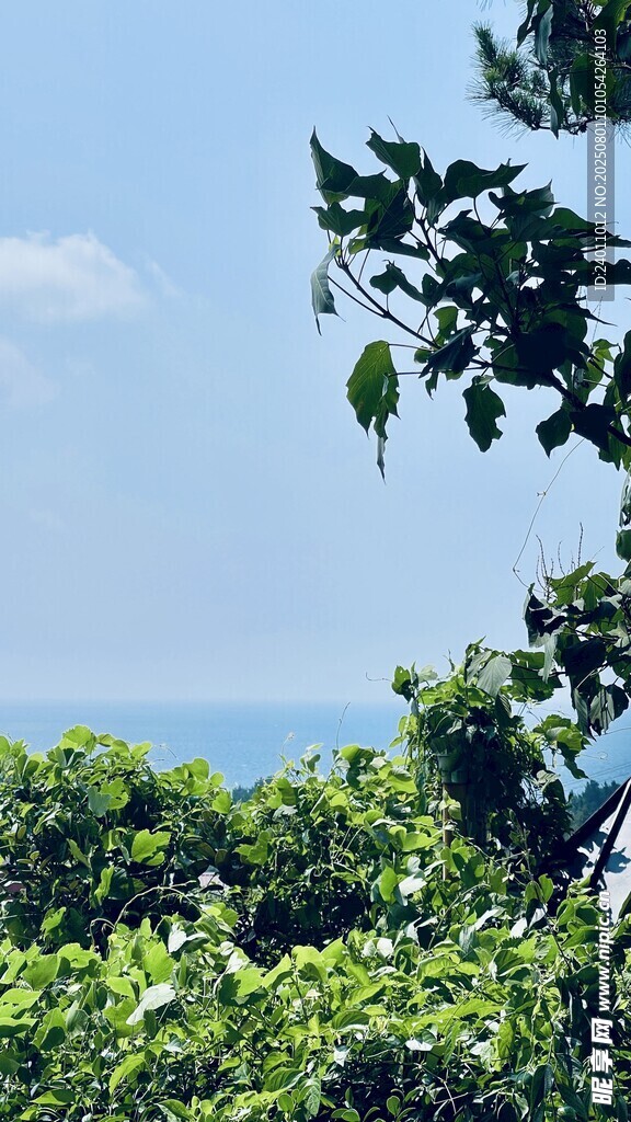 韩国济州岛绿树间的蓝天海景