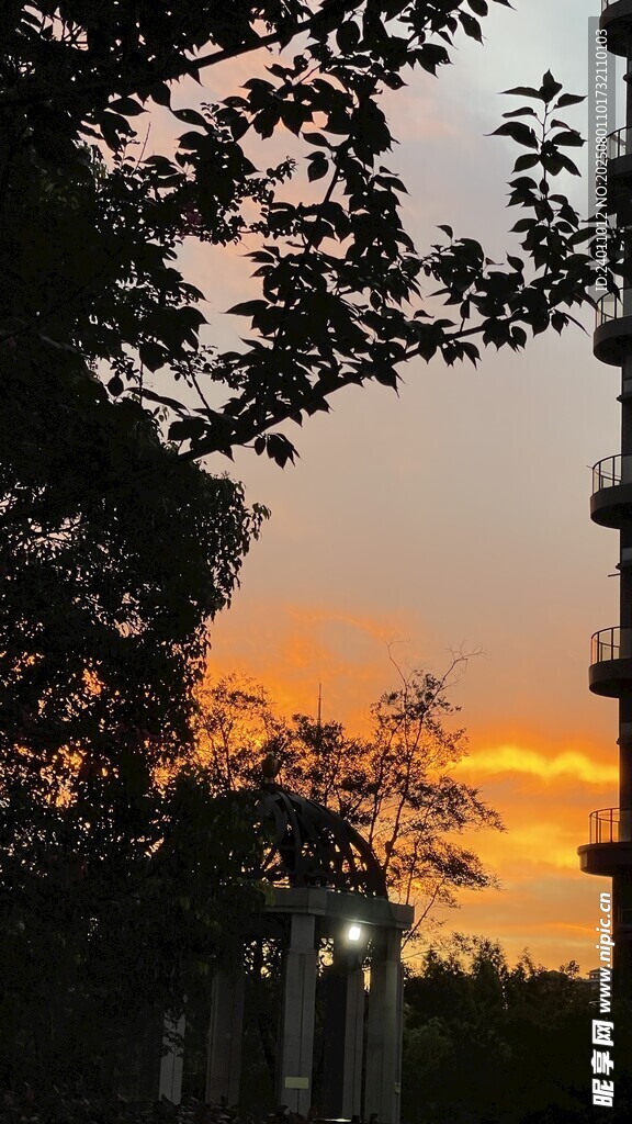 夕阳下的树木与路灯景观