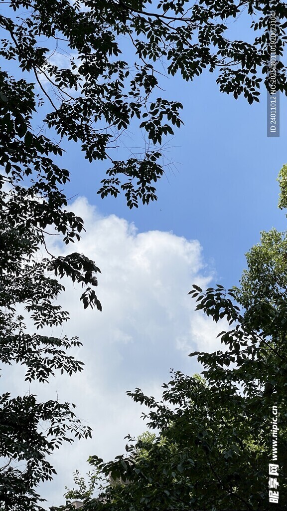 蓝天绿树间的白云景致