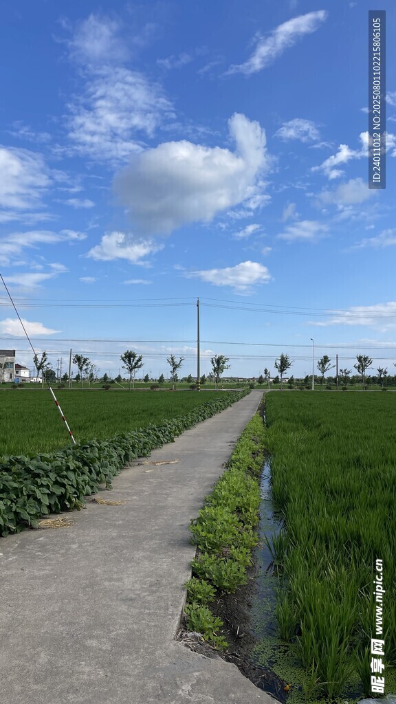 乡间小路旁的葱郁农田