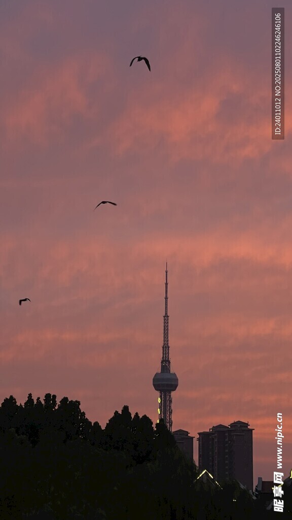 夕阳下飞鸟与城市天际线