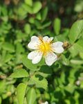 白色小花绽放绿叶间