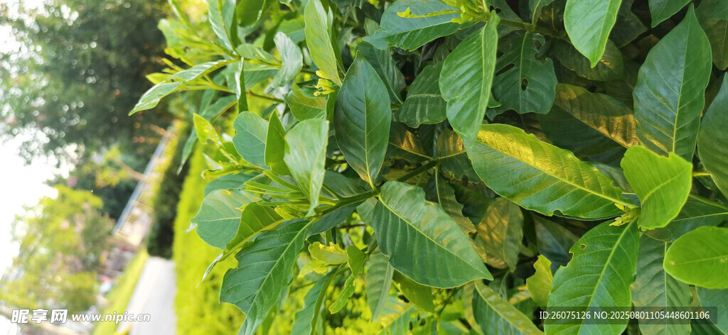 翠绿繁茂的植物枝叶
