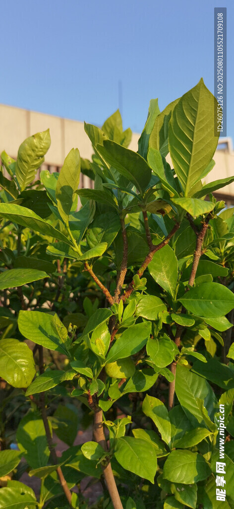 绿叶繁茂的栀子苗植物景象