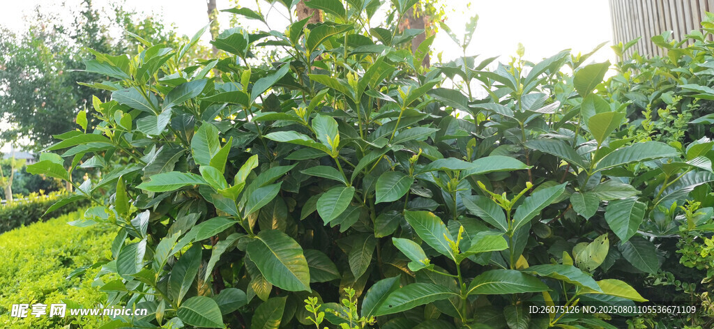 绿叶繁茂的植物景观