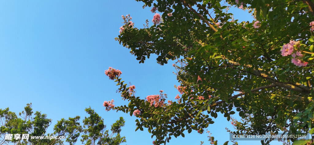 蓝天映衬下的繁茂花枝