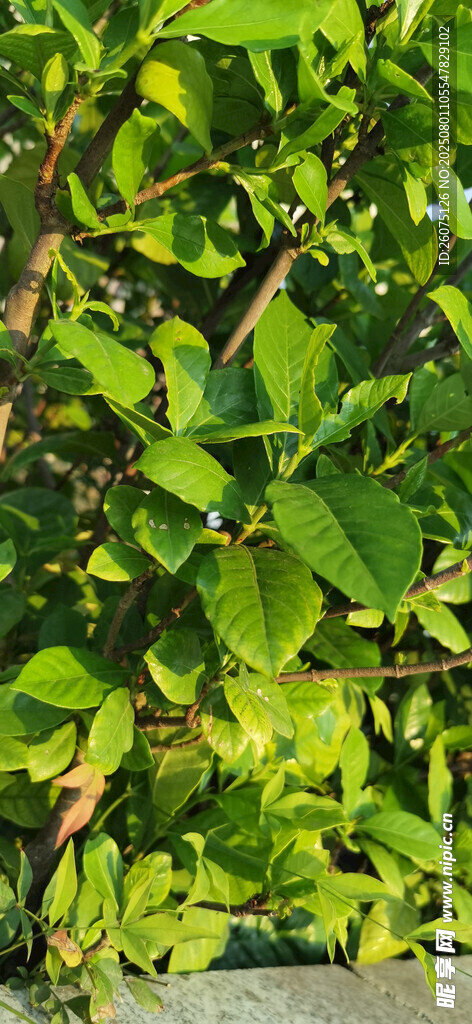 翠绿繁茂的栀子树叶景观