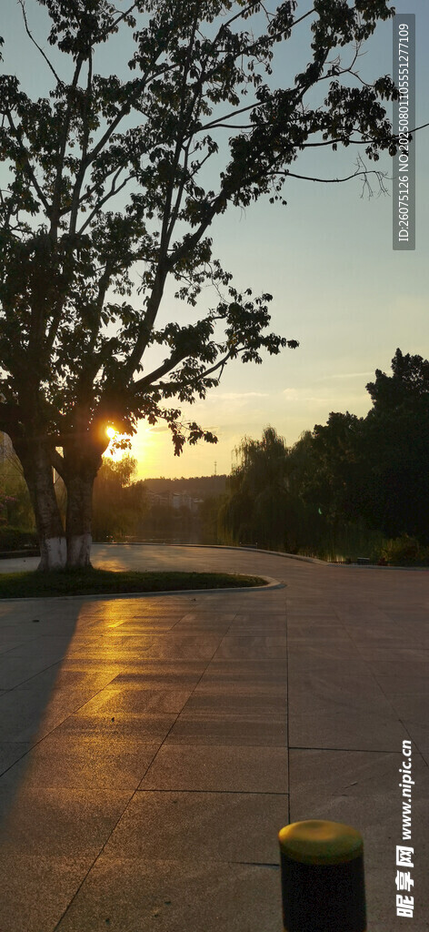 夕阳下的树影与空旷道路景观
