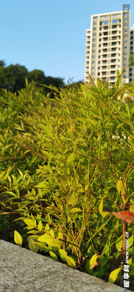 城市中葱郁的绿植景观