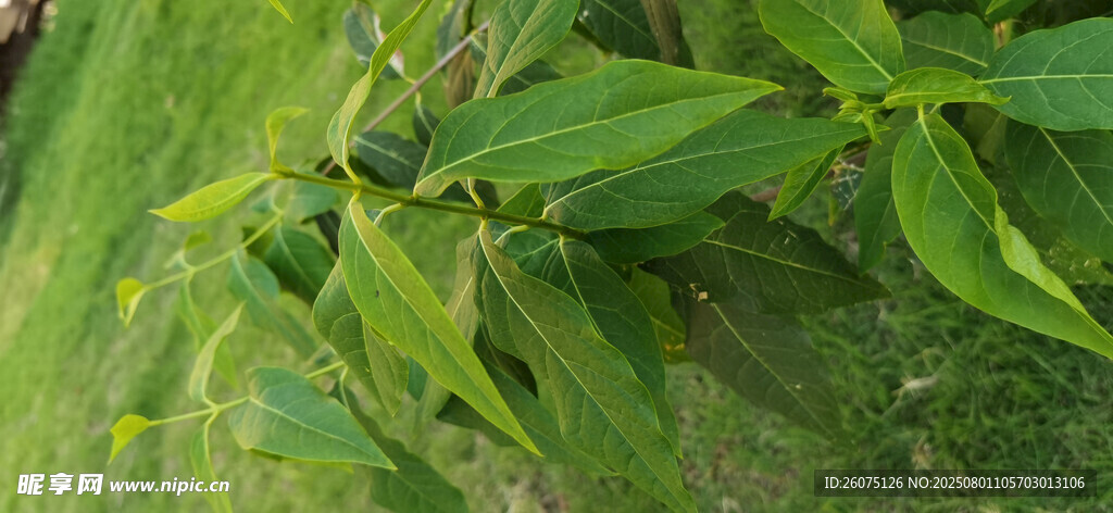 翠绿枝叶特写