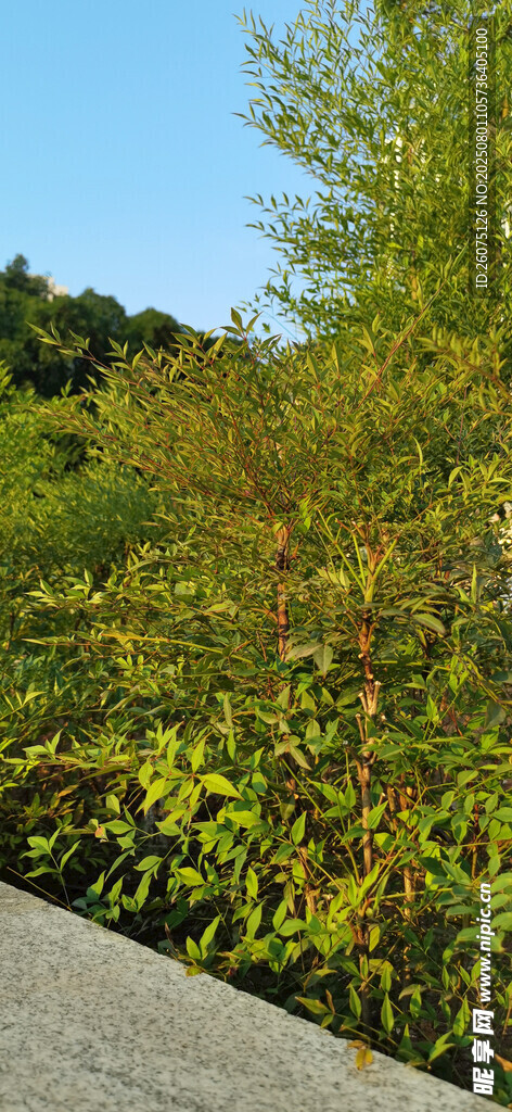 公园路边灌木绿植景观