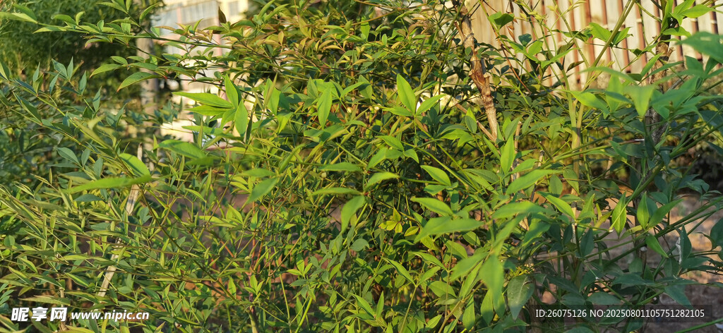 繁茂低矮灌木绿植景观