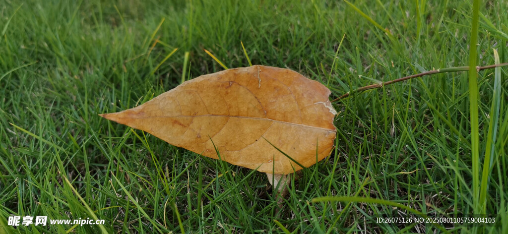 草地上的一片枯黄树叶