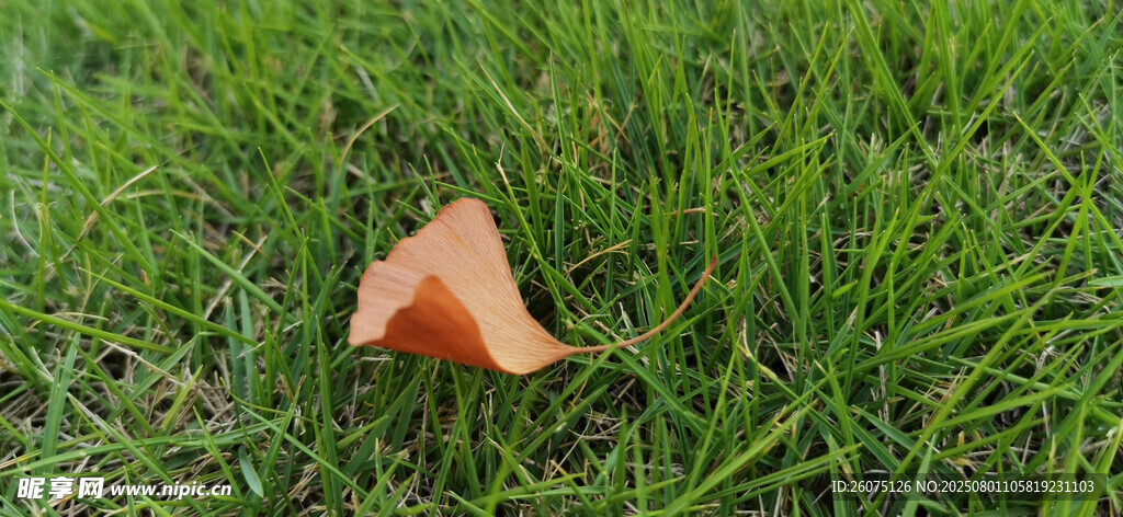 草地上的一片橙色落叶