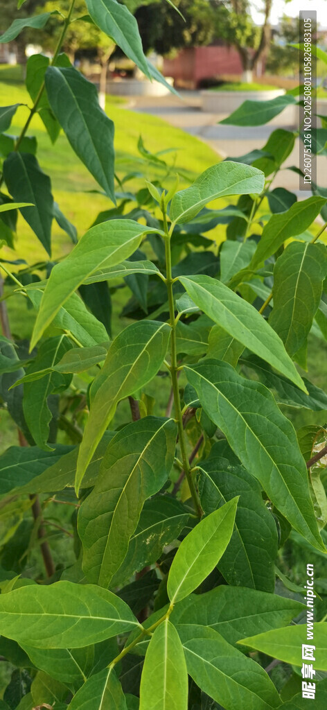 翠绿植物景观