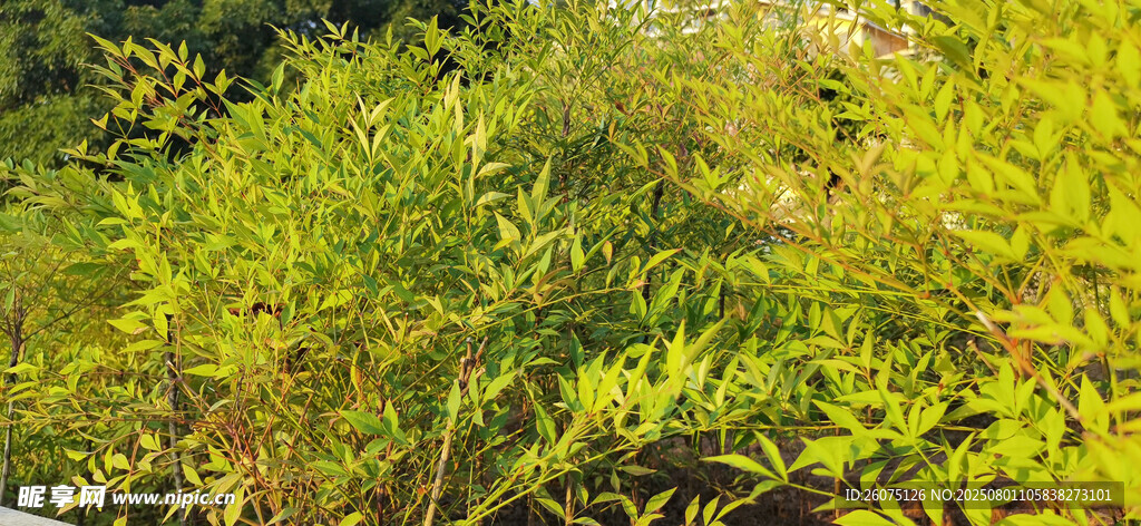 茂密灌木绿植景观
