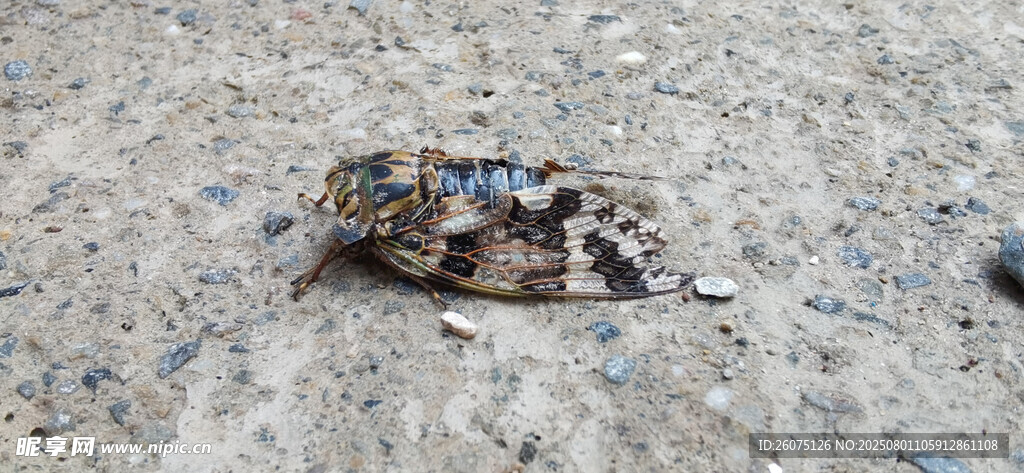地面上的迷彩蝉