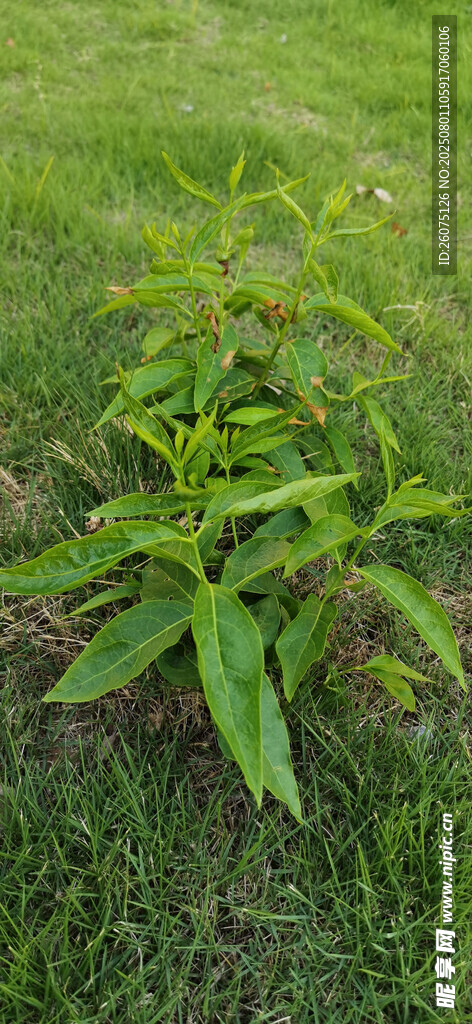 草地里的绿色树苗