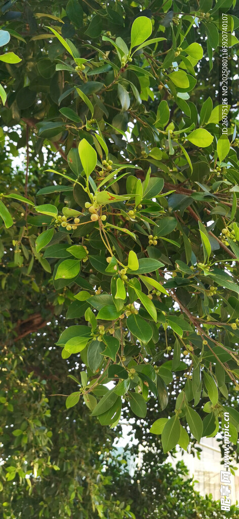绿叶繁茂的树枝