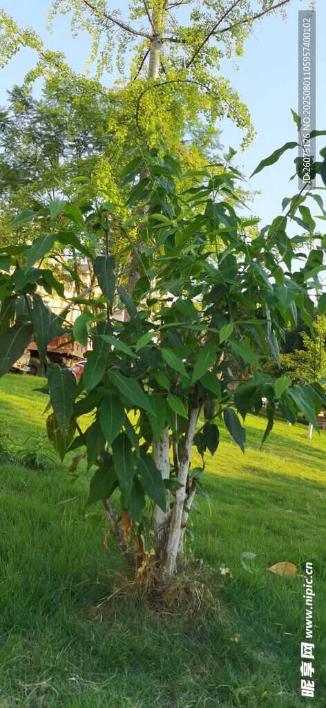 草地里绿叶繁茂的树木