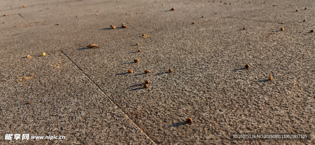 阳光照射地面与掉落的果实