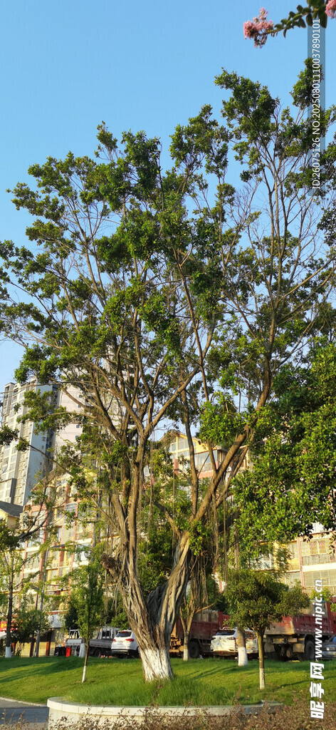 城市中的葱郁绿树景观