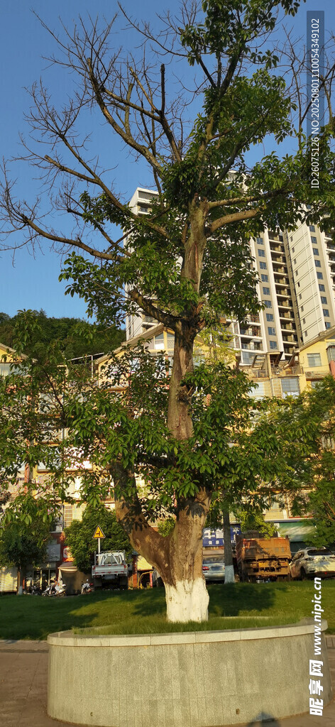 城市街边挺拔绿树景观
