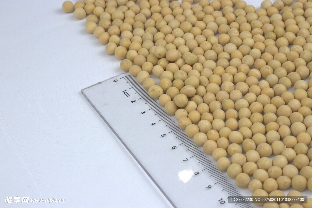 黄豆颗粒展示与尺寸测量