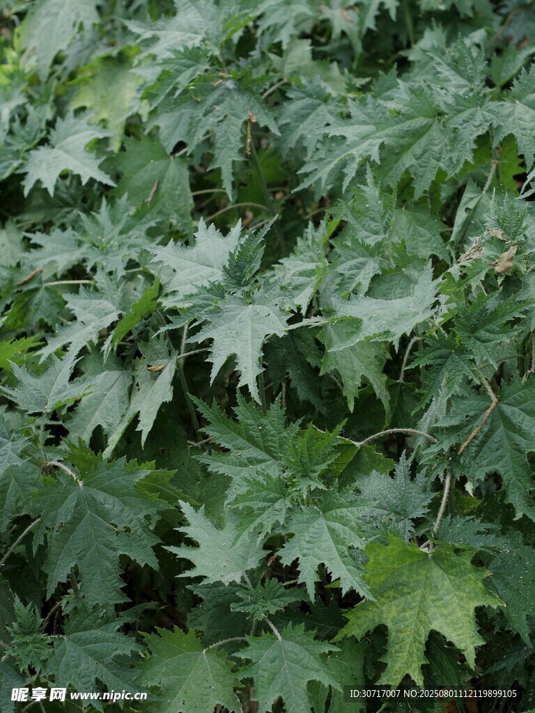荨麻