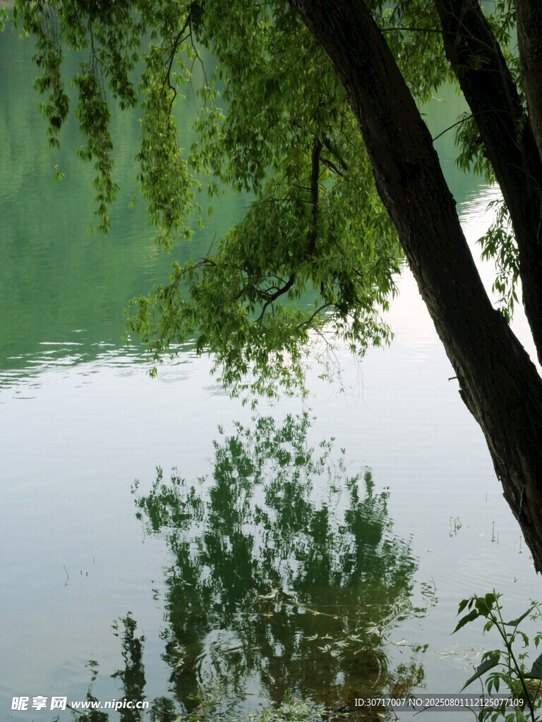 湖畔垂柳映碧水