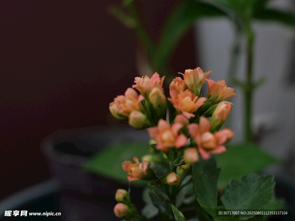 橙色小花绽放生机