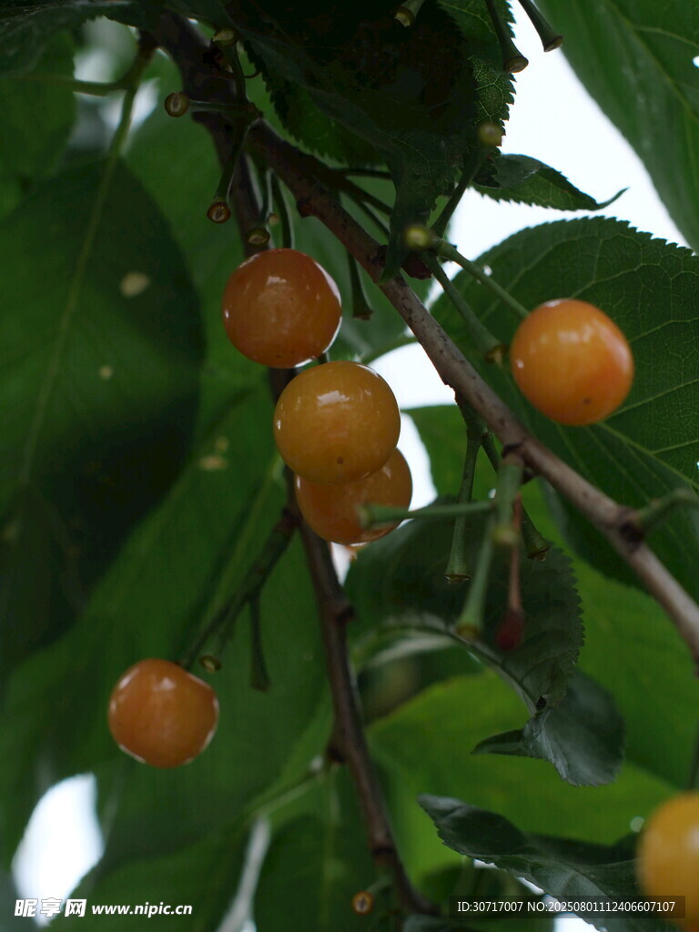 枝头黄樱桃