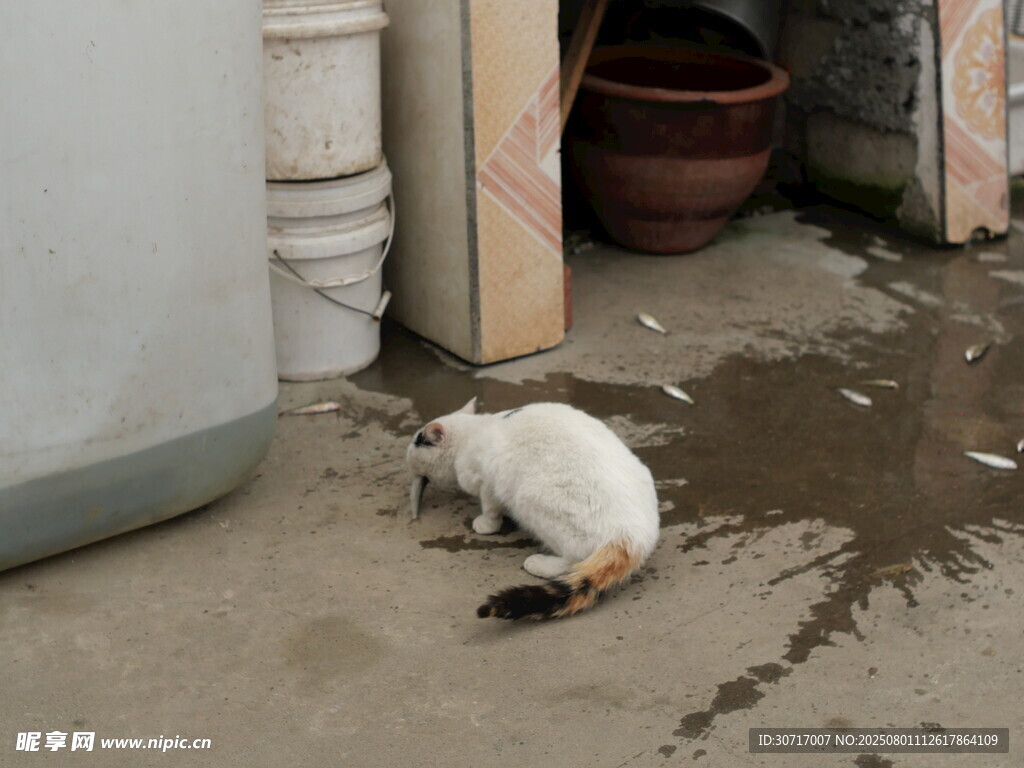 墙角处的猫咪