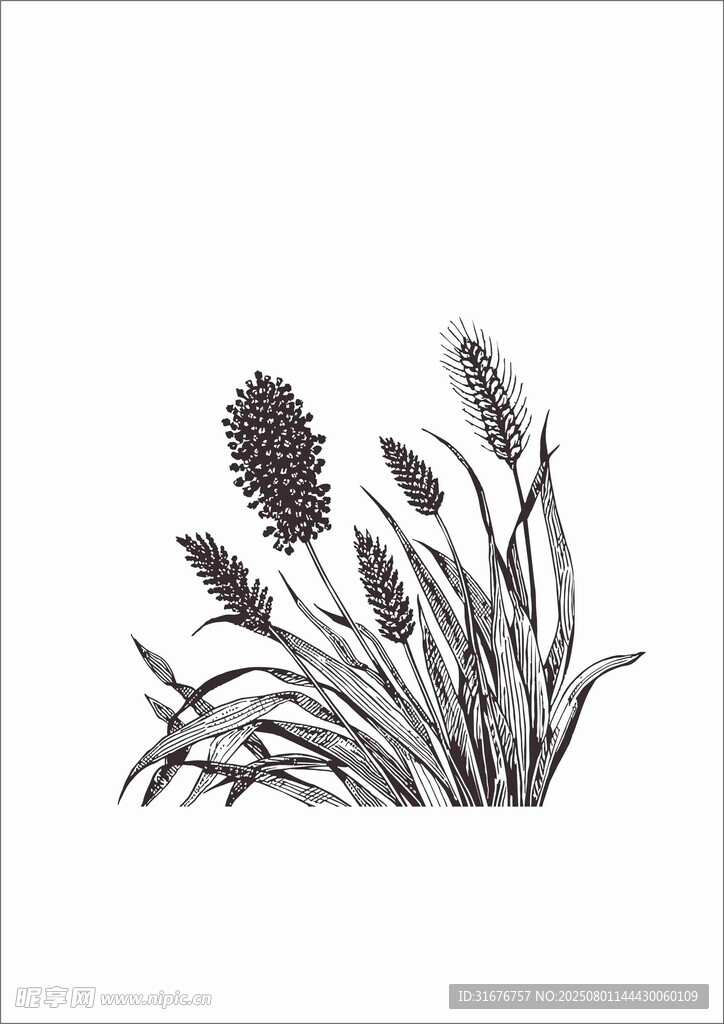高粱麦穗