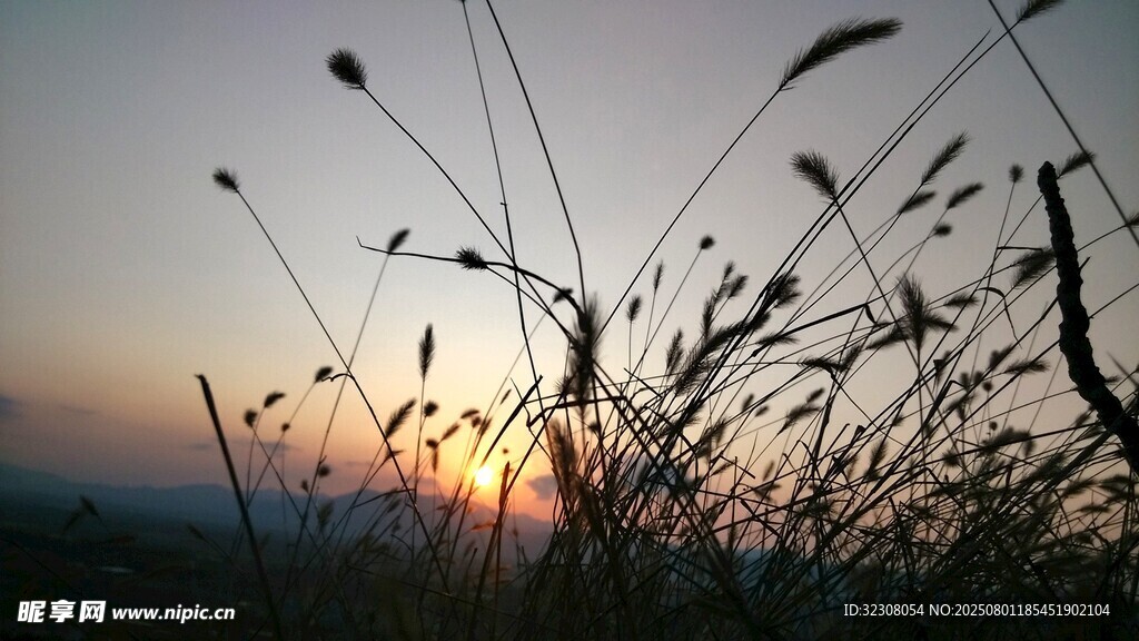 夕阳下的野草剪影