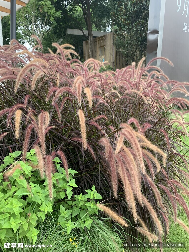观赏草与绿植搭配景观