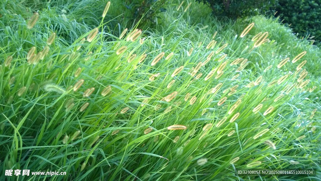 翠绿草丛景观