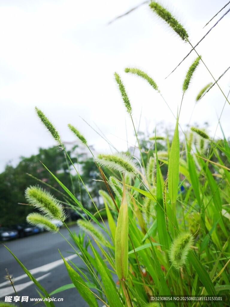 路边翠绿野草生机勃勃