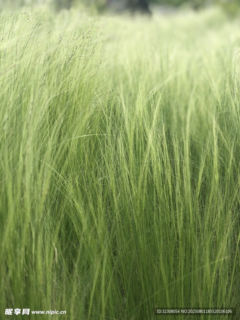翠绿麦田 