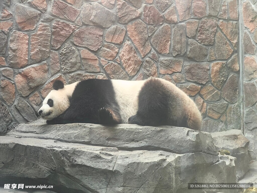 石上休憩的大熊猫