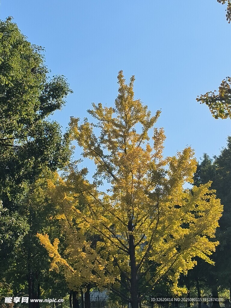 秋日金黄银杏