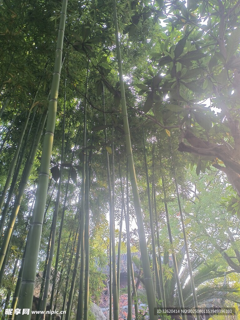 阳光洒落的清幽竹林