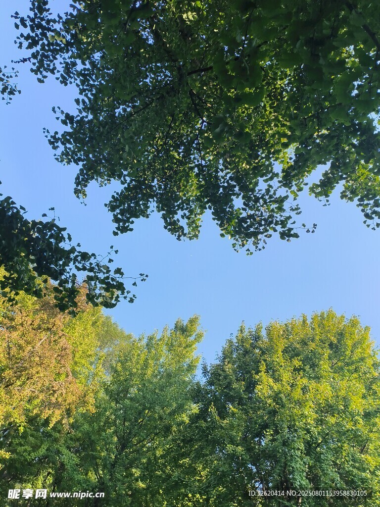仰视葱郁树木与蓝天