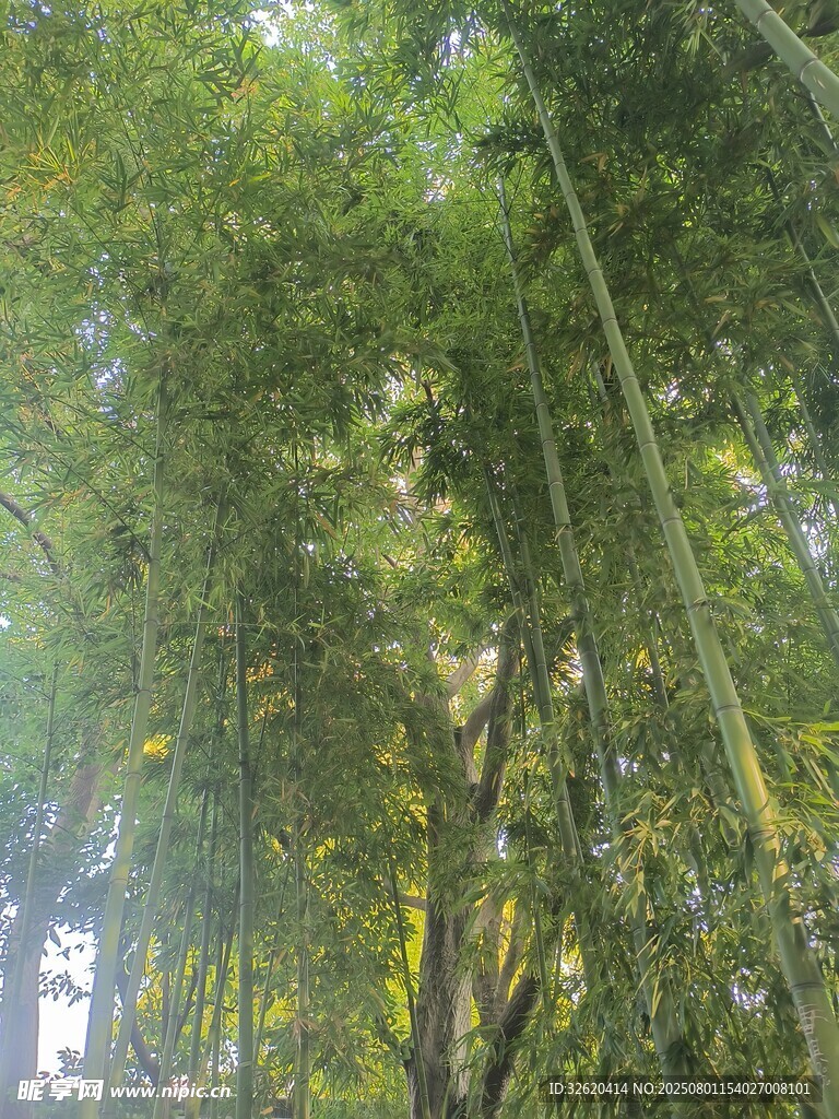 阳光洒落的翠绿竹林