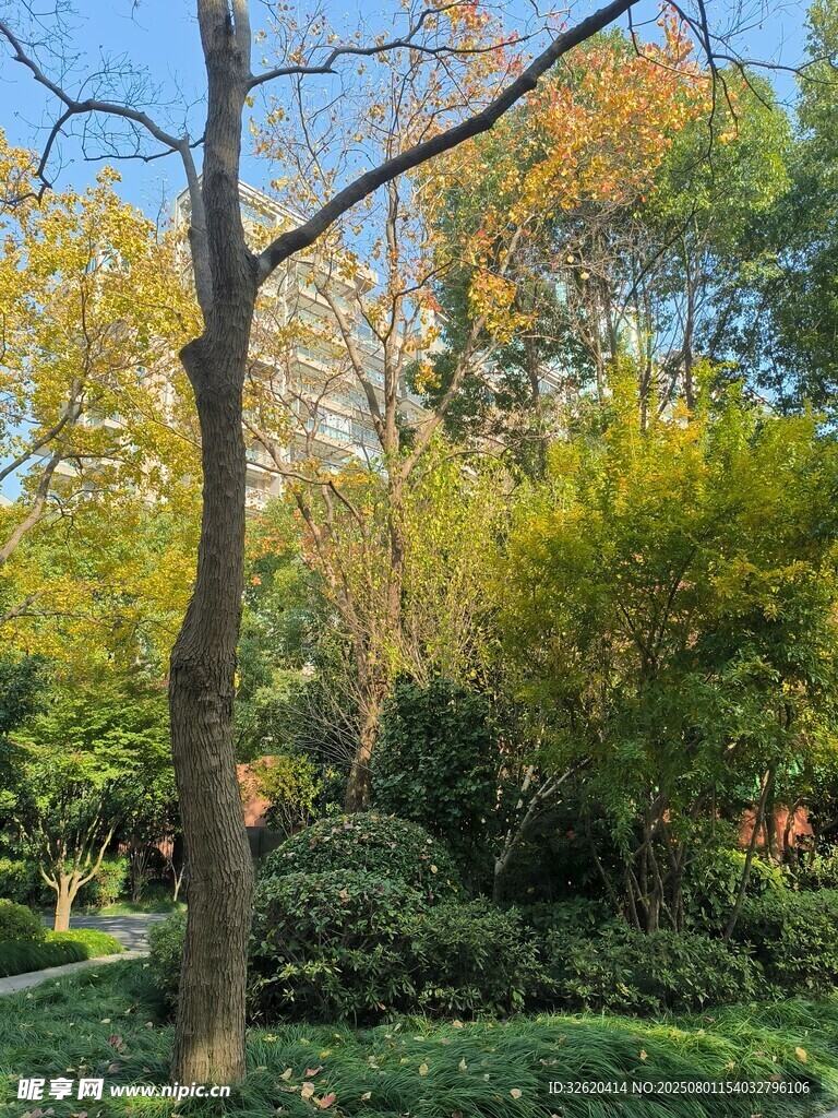 秋日林间树木景观
