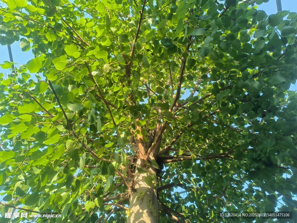 夏日葱郁大树
