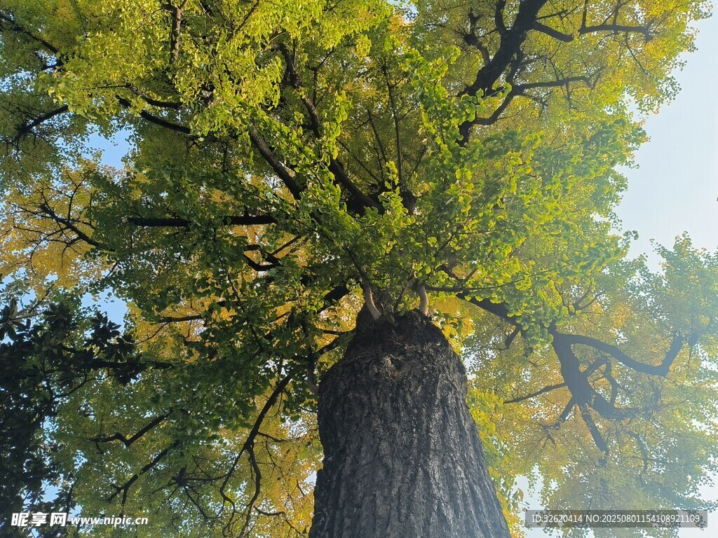 高大银杏树